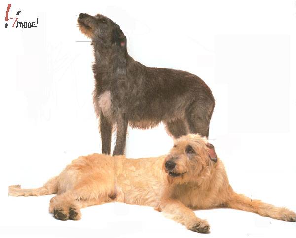 ȮIrish Wolfhound.jpg