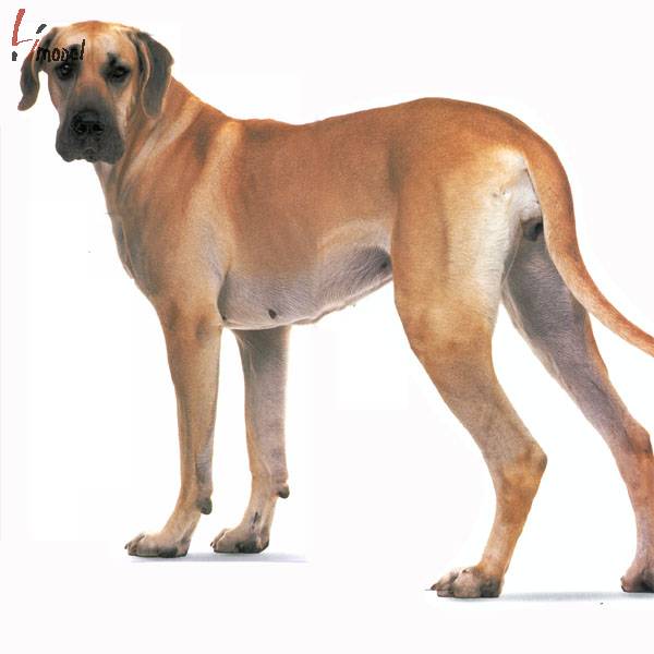 ȮGreat Dane.jpg